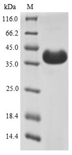 Greater than 90% as determined by SDS-PAGE.