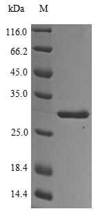 Greater than 85% as determined by SDS-PAGE.