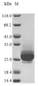 Greater than 85% as determined by SDS-PAGE.Recombinant Vaccinia Virus Entry-Fusion Complex Associated Protein Opg095 (VACWR088) Protein (His)