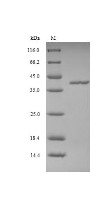 Greater than 90% as determined by SDS-PAGE.Recombinant Vaccinia Virus Protein L3 (VACWR090) Protein (His)