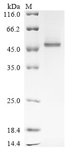 Greater than 85% as determined by SDS-PAGE.Recombinant Mouse Serine Protease Inhibitor A3K (SERPINA3K) Protein (His)
