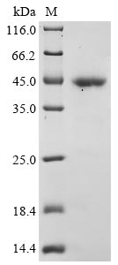 Greater than 85% as determined by SDS-PAGE.Recombinant Chicken Heat Shock 70 Kda Protein (HSP70) Protein (His)