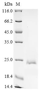 Greater than 90% as determined by SDS-PAGE.Recombinant E.Coli Type 1 Fimbrin D-Mannose Specific Adhesin (FIMH) Protein (His)
