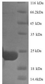 Greater than 90% as determined by SDS-PAGE.