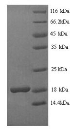 Greater than 90% as determined by SDS-PAGE.Recombinant Bacillus Thuringiensis Subsp. Kurstaki Pesticidal Crystal Protein Cry1Ab (CRY1AB) Protein (His)