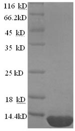 Greater than 90% as determined by SDS-PAGE.Recombinant Mycobacterium Tuberculosis Esat-6-Like Protein Esxb (ESXB) Protein (His)
