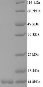 Greater than 90% as determined by SDS-PAGE.Recombinant Mycobacterium Tuberculosis Low Molecular Weight Antigen Mtb12 (MTB12) Protein (His)