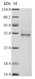 Greater than 85% as determined by SDS-PAGE.Recombinant E.Coli Outer Membrane Protein Assembly Factor Bama (BAMA) Protein (His)