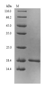 Greater than 90% as determined by SDS-PAGE.Recombinant E.Coli Ferric Uptake Regulation Protein (FUR) Protein (His)