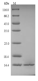 Greater than 90% as determined by SDS-PAGE.Recombinant Shigella Flexneri Glutaredoxin-4 (GRXD) Protein (His)