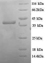 Greater than 90% as determined by SDS-PAGE.