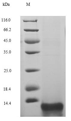 Greater than 90% as determined by SDS-PAGE.Recombinant Hirudo Medicinalis Hirudin Variant-1 Protein (His)