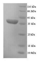 Greater than 90% as determined by SDS-PAGE.Recombinant Mouse H-2 Class I Histocompatibility Antigen, D-D Alpha Chain (H2-D1) Protein (His)