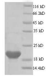 Greater than 90% as determined by SDS-PAGE.Recombinant Human Papillomavirus Type 16 Protein E6 (E6) Protein (His)