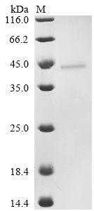 Greater than 90% as determined by SDS-PAGE.