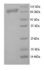 Greater than 90% as determined by SDS-PAGE.