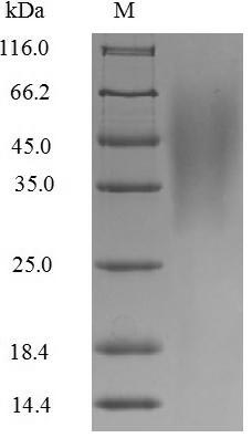 Greater than 85% as determined by SDS-PAGE.Recombinant Influenza B Virus Non-Structural Protein 1 (NS) Protein (His)