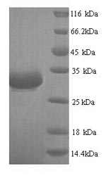 Greater than 90% as determined by SDS-PAGE.Recombinant Escherichia Phage T7 Single-Stranded Dna-Binding Protein (2.5) Protein (His)