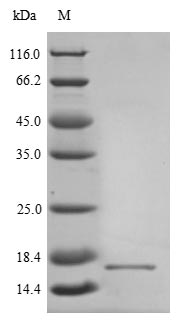 Greater than 90% as determined by SDS-PAGE.Recombinant Rotavirus A Non-Structural Glycoprotein 4 (NSP4) Protein (His)