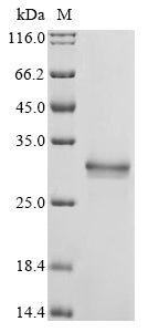 Greater than 90% as determined by SDS-PAGE.Recombinant Collariella Virescens Lpmo Lytic Polysaccharide Monooxygenase (AA9) Protein (His)