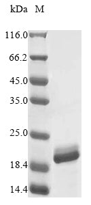 Greater than 85% as determined by SDS-PAGE.Recombinant Mycobacterium Smegmatis Porin Mspa (MSPA) Protein (His)