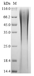 Greater than 90% as determined by SDS-PAGE.