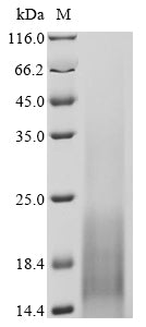 Greater than 90% as determined by SDS-PAGE.