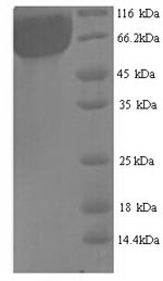Greater than 90% as determined by SDS-PAGE.