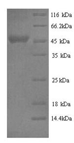 Greater than 90% as determined by SDS-PAGE.Recombinant Bovine Serpin A3-2 (SERPINA3-2) Protein (His)