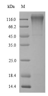 Greater than 90% as determined by SDS-PAGE.