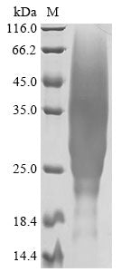 Greater than 90% as determined by SDS-PAGE.