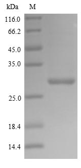 Greater than 90% as determined by SDS-PAGE.Recombinant Influenza A Virus Polymerase Acidic Protein (PA) Protein (His)