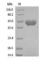 Greater than 90% as determined by SDS-PAGE.Recombinant Bradyrhizobium Sp. Formamidase (AMIF) Protein (His)