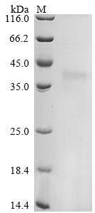 Greater than 85% as determined by SDS-PAGE.Recombinant Felis catus (CKM)