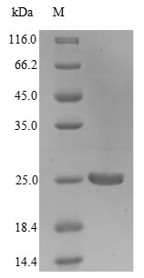 Greater than 85% as determined by SDS-PAGE.Recombinant Legionella Pneumophila Outer Membrane Protein Mip (MIP) Protein (His/Tag-Free)