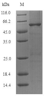 Greater than 90% as determined by SDS-PAGE.Recombinant Lactobacillus Reuteri 60 Kda Chaperonin (GROL) Protein (His)