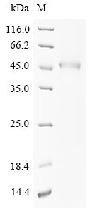 Greater than 90% as determined by SDS-PAGE.Recombinant Human Prostatic Acid Phosphatase (ACP3) Protein (His)