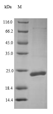 Greater than 90% as determined by SDS-PAGE.Recombinant E.Coli Outer-Membrane Lipoprotein Carrier Protein (LOLA) Protein (His)