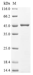 Greater than 85% as determined by SDS-PAGE.Recombinant Candida albicans Glycerol-3-phosphate dehydrogenase [NAD (GPD2) Protein (His)