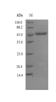 Greater than 90% as determined by SDS-PAGE.Recombinant Geobacillus stearothermophilus Glycerol-1-phosphate dehydrogenase [NAD (EGSA) Protein (His)