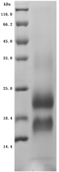 Greater than 95% as determined by SDS-PAGE.Recombinant Cynomolgus Monkey Lymphocyte Antigen 6 Family Member G6D (LY6G6D) Protein (His), Active