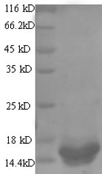 Greater than 90% as determined by SDS-PAGE.Recombinant Rotavirus A Non-Structural Glycoprotein 4 (NSP4) Protein (His)