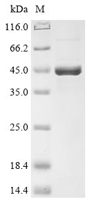 Greater than 90% as determined by SDS-PAGE.