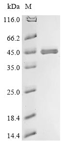 Greater than 90% as determined by SDS-PAGE.