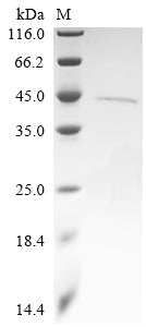 Greater than 90% as determined by SDS-PAGE.Recombinant Thermomonas Fusca Amidohydrolase Family Protein (E5S66_04885) Protein (His)