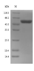 Greater than 90% as determined by SDS-PAGE.Recombinant E.Coli Trigger Factor (TIG) Protein (His)