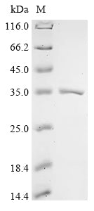 Greater than 90% as determined by SDS-PAGE.
