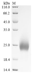 Greater than 90% as determined by SDS-PAGE.Recombinant Mouse Lymphocyte Antigen 6 Complex Locus Protein G6D (LY6G6D) Protein (His)