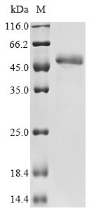 Greater than 85% as determined by SDS-PAGE.Recombinant Candida Albicans Candidapepsin-2 (SAP2) Protein (His-Myc)
