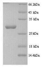 Greater than 90% as determined by SDS-PAGE.Recombinant Streptomyces Actuosus Nosiheptide Precursor (NOSM) Protein (GST)